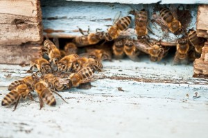 Working bee macro shot